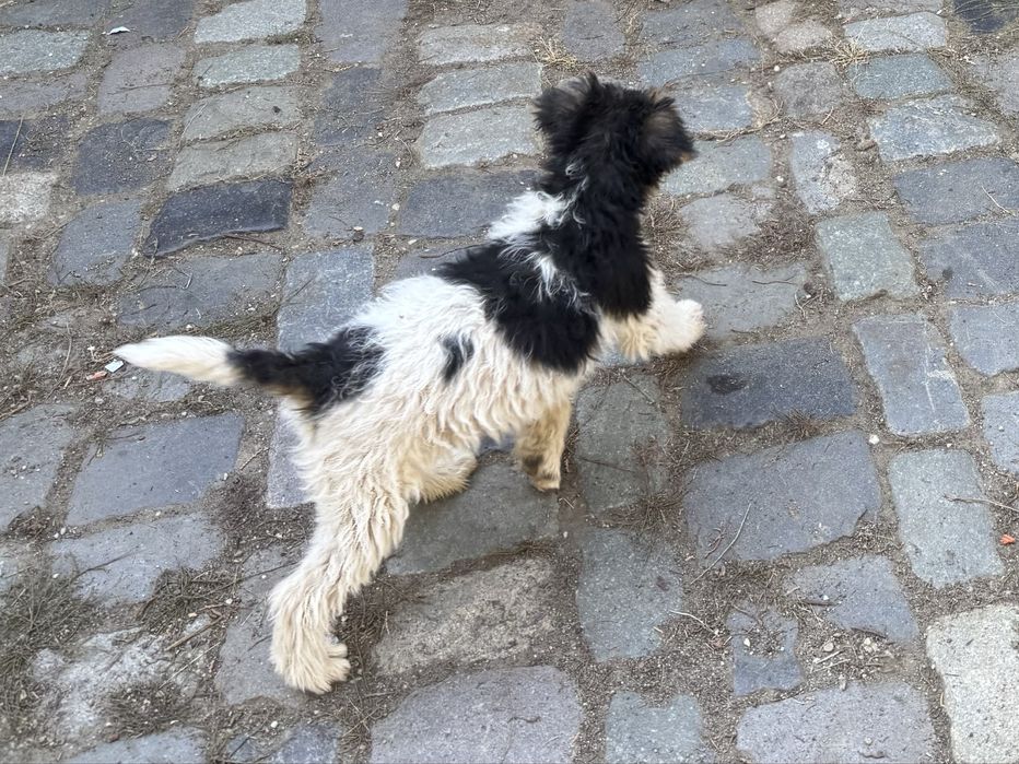 Fox terrier sârmos