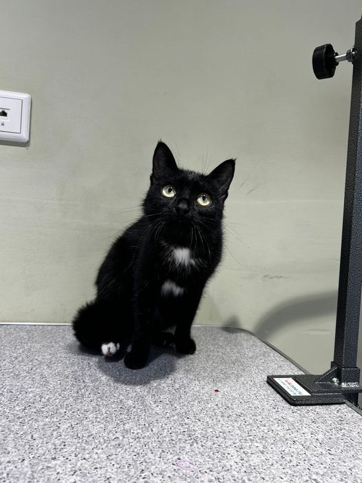 Кошечка  ищет дом!