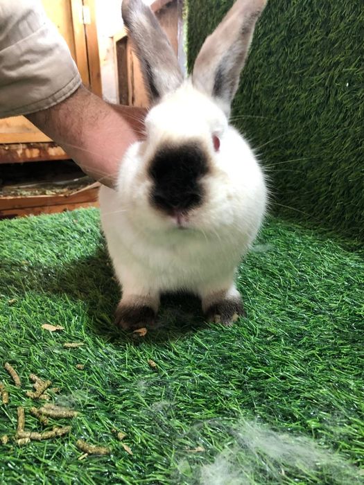 Kalif quyoni ishlashga tayyor paralar