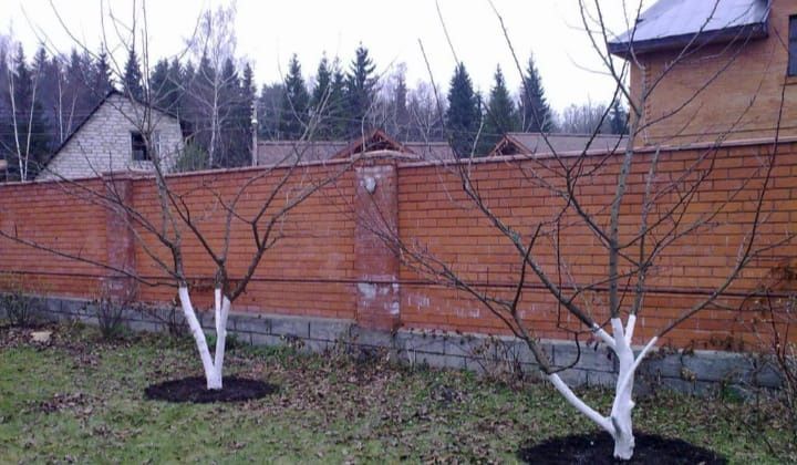 Обрезка деревьев опрыскивание