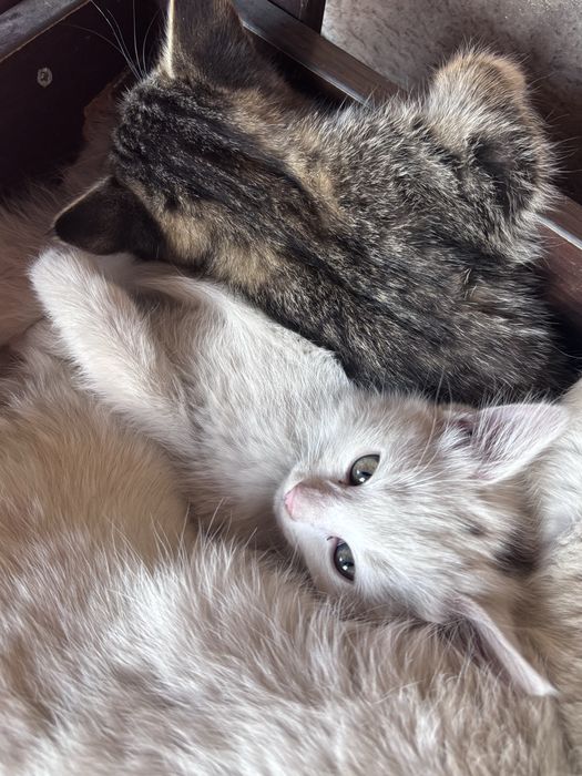 Отдам девочку котенка в хорошие руки