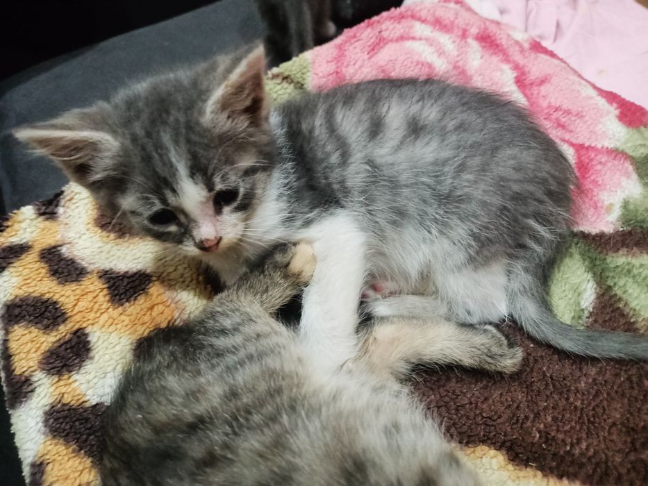 Бесплатно котята мальчики