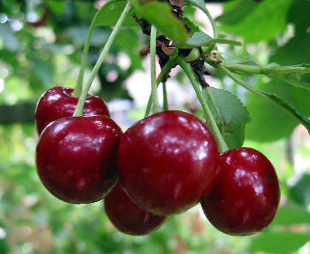 Продам дачную вишню