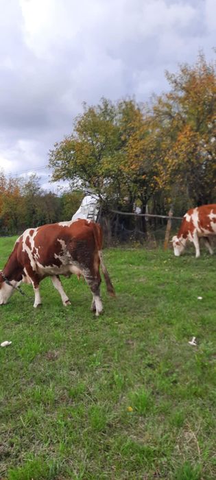 Vând două vaci ci viței