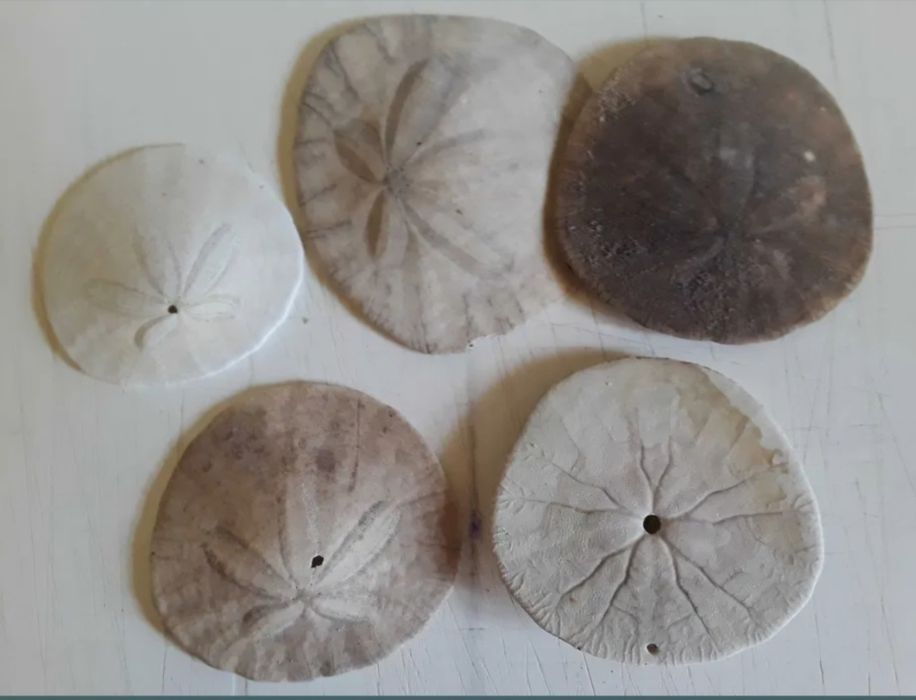 Corali,stele,arici de mare,scoici,etc