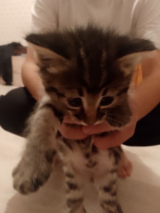 Котята мальчики_