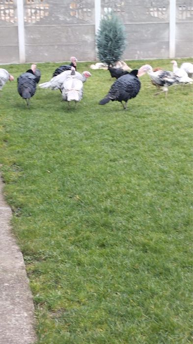 Vand curcani si curci