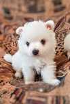 Pomeranian Spitz