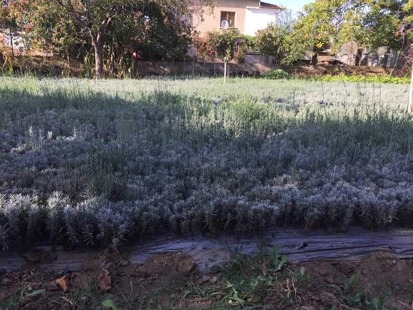 Разсад лавандула