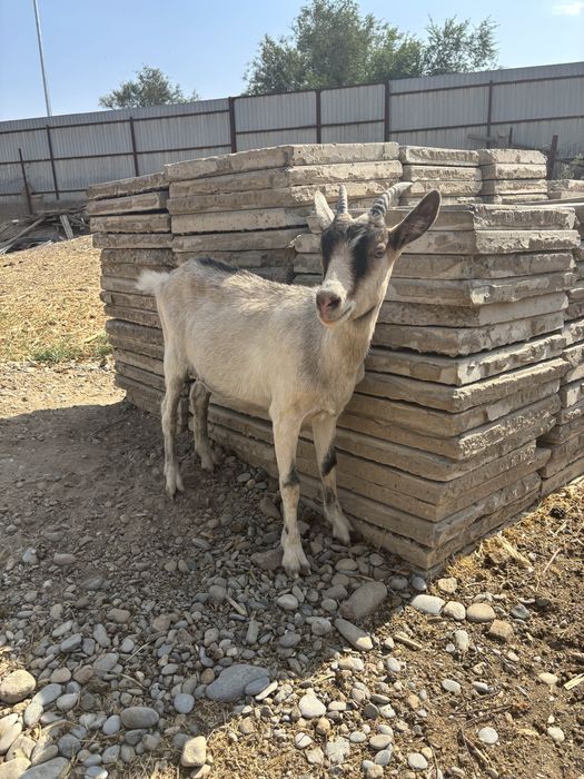 Ешкі-шібіш. Сүтті ешкі пародасы, фотода әкесі, енесі көрсетілген