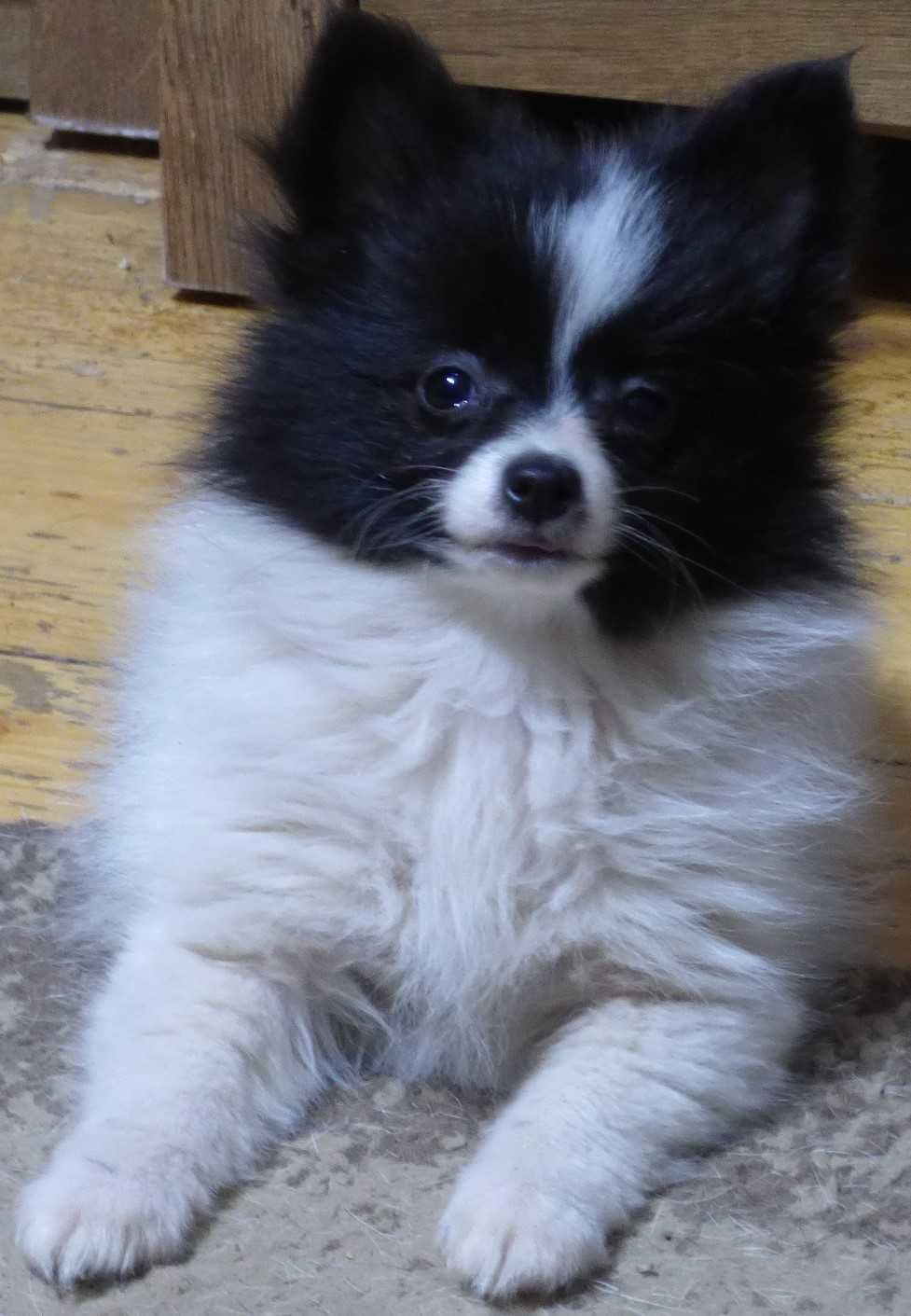 Pomeranian fetita