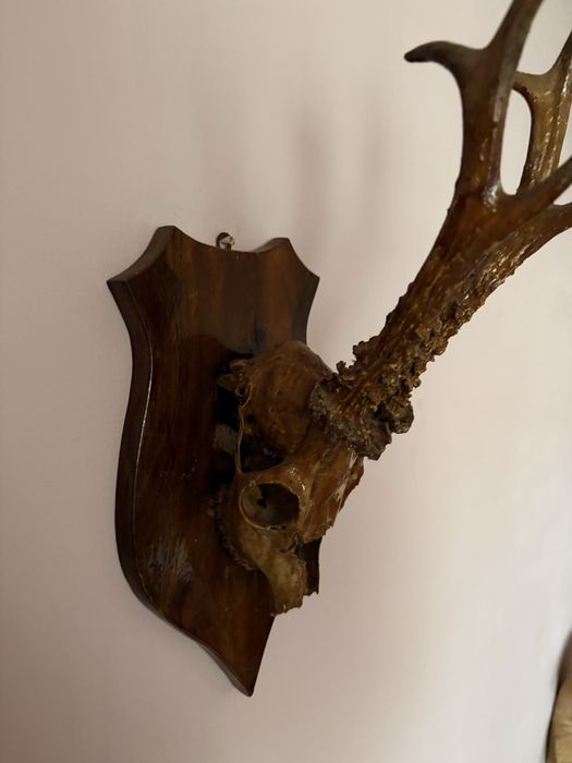 Trofeu de țap de munte  cu capul intreg