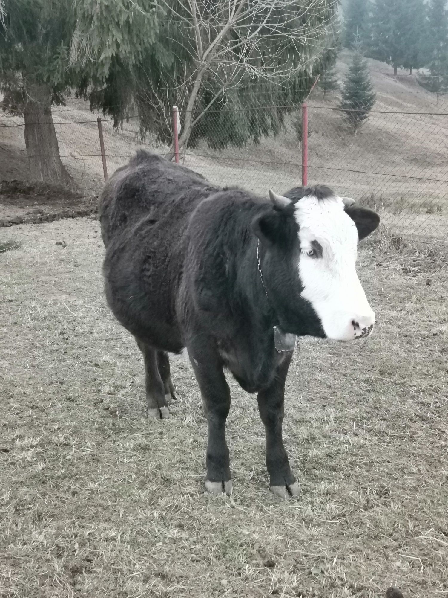 Juninca de 1 an și 10 luni