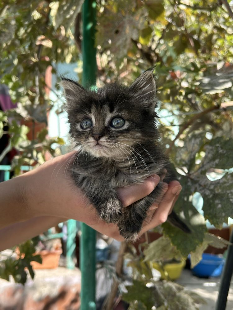 Котята ищут дом, в хорошие руки