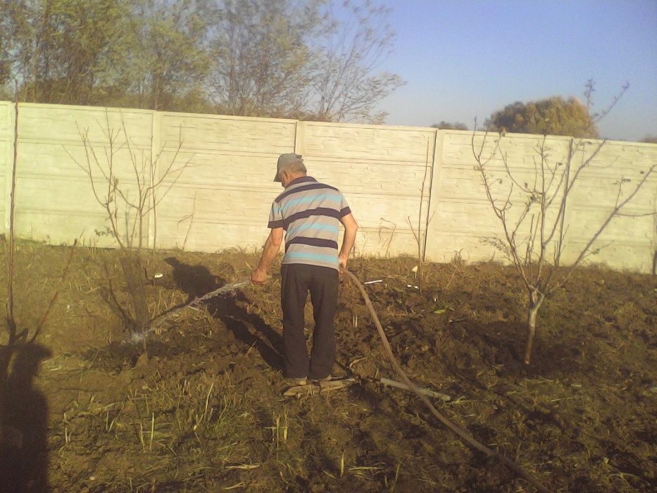 Taieri pomi fructiferi,arbusti,mur,coacaz,zmeur,trandafir,vita de vie