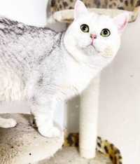 Кот на вязку!
Британский чистокровный кот.
Окрас: Серебристая шиншилла
