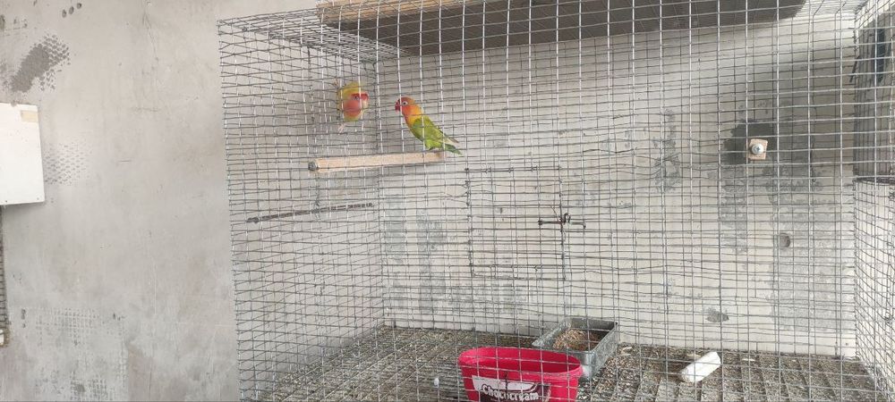 Неразлучка сотилади соғлом