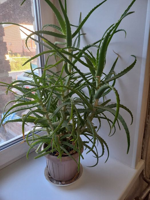 Продам алоэ лечебный