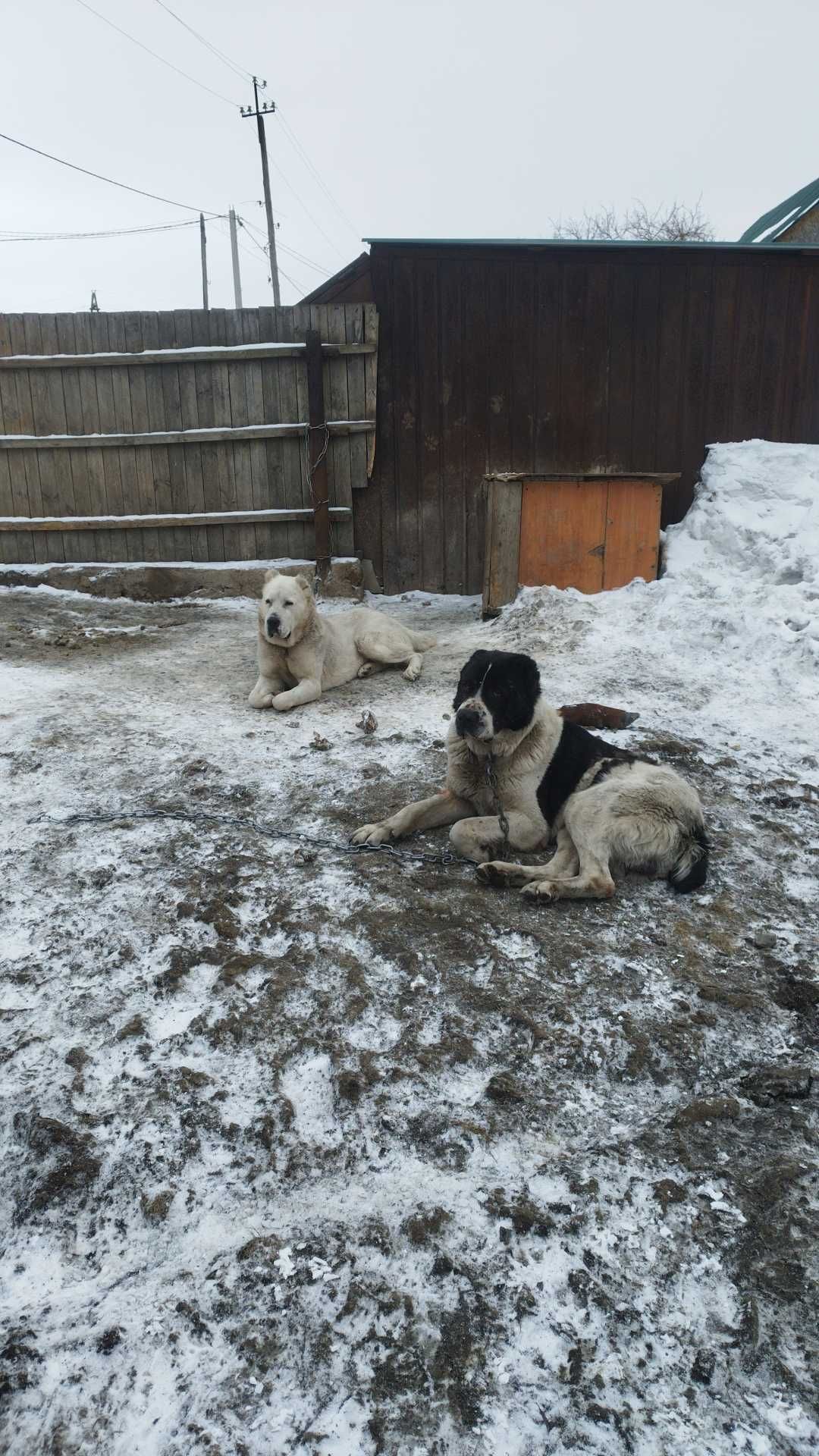 Алабай на вязку.