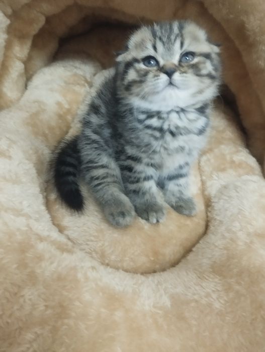 Чистокровные шотландские котята