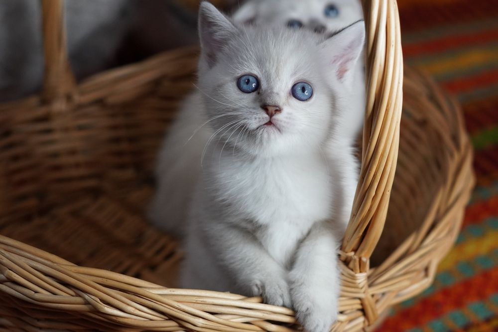 Шотландские Котятки_