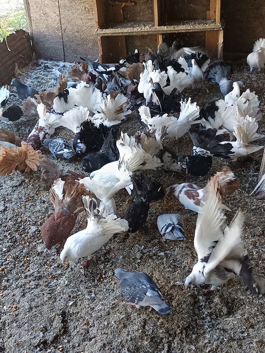 Porumbei înfoiați colorați și albi