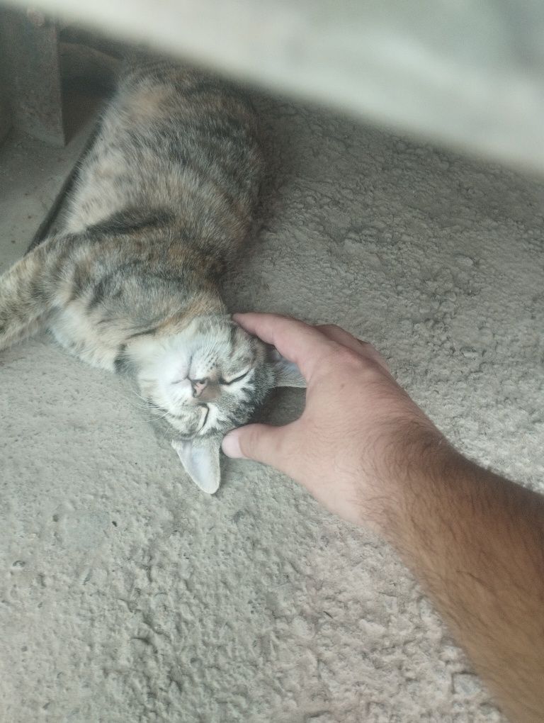 Отдам даром котенок