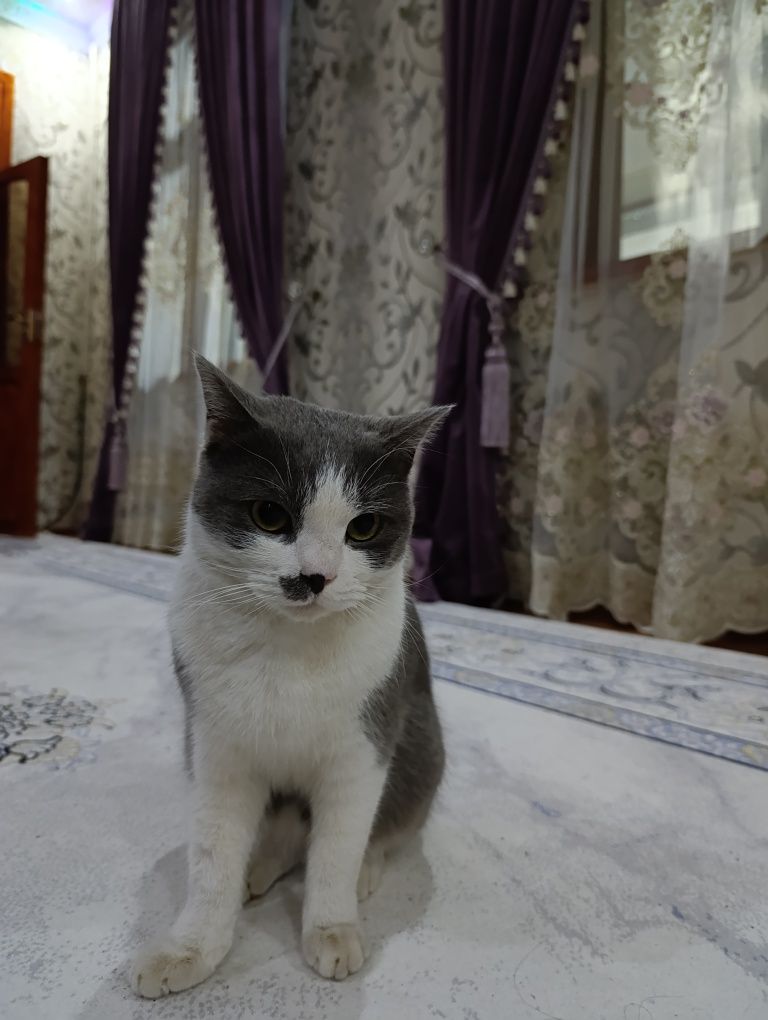 Кот пародистый скотишь страйт все не обходимые принадлежности для есть