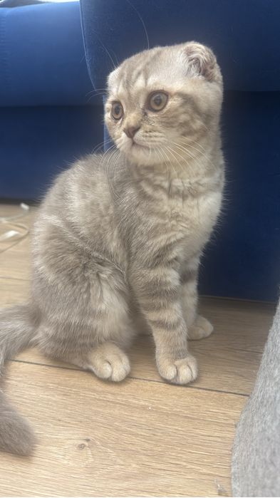 Продается котенок шотландский вислоухий