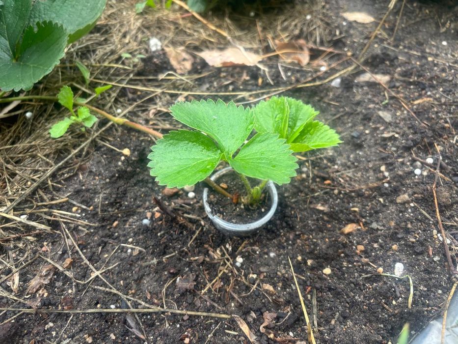 Клубника Шарлотта, 600-700 тг за штуку