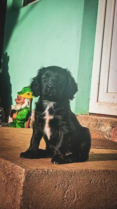 Pui Metis Cocker Spaniel - 3 fetițe (Adopție)