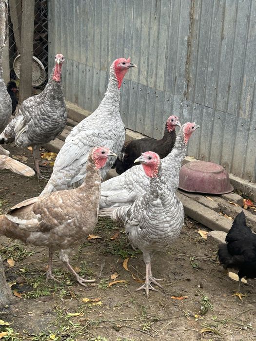 Vand curci de anul trecut si de snul asta