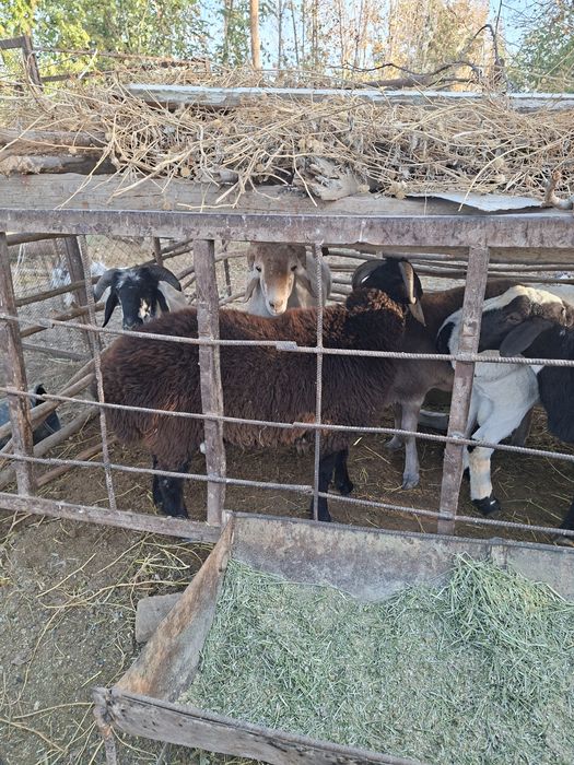 Qochqor barrallar sotiladi soglom