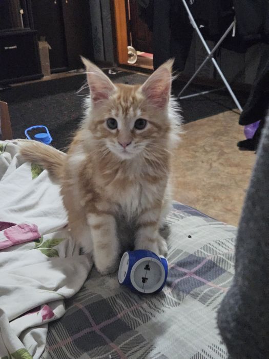 Мейн кун 3 месячная с документами