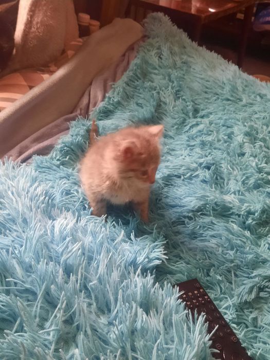 Пристраивается котенок в добрые руки.