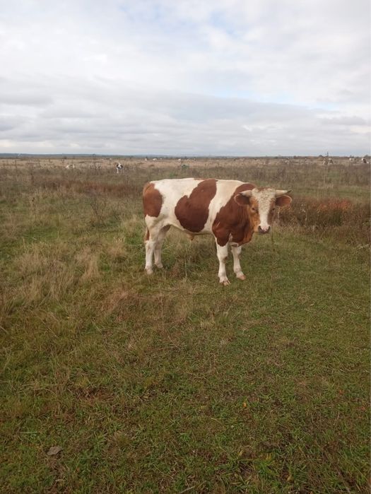 Viței si vitele albastru belgian si baltata romaneasca