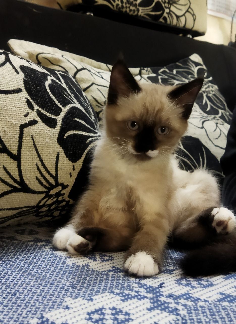 Сиамский котенок сноу-шу 2,5 месяца