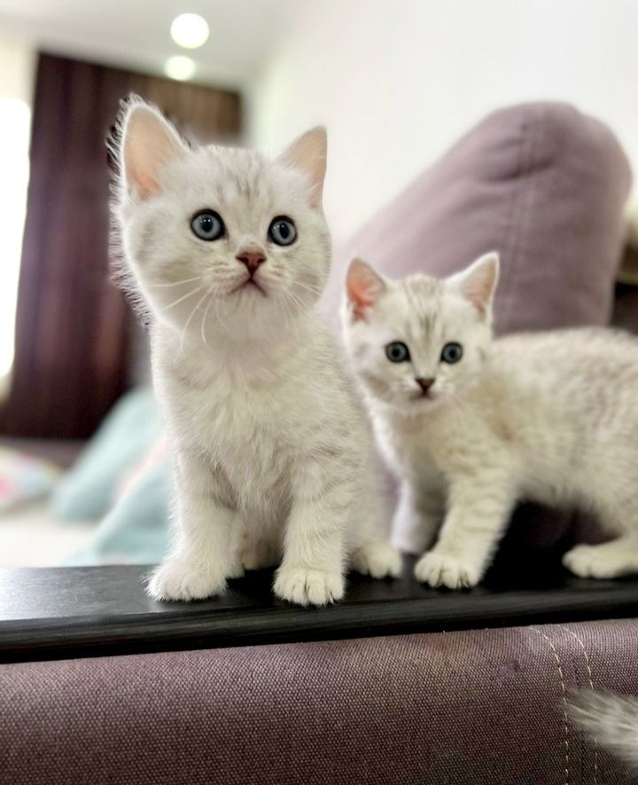Британские котята