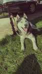 Spre adopție Husky Siberian