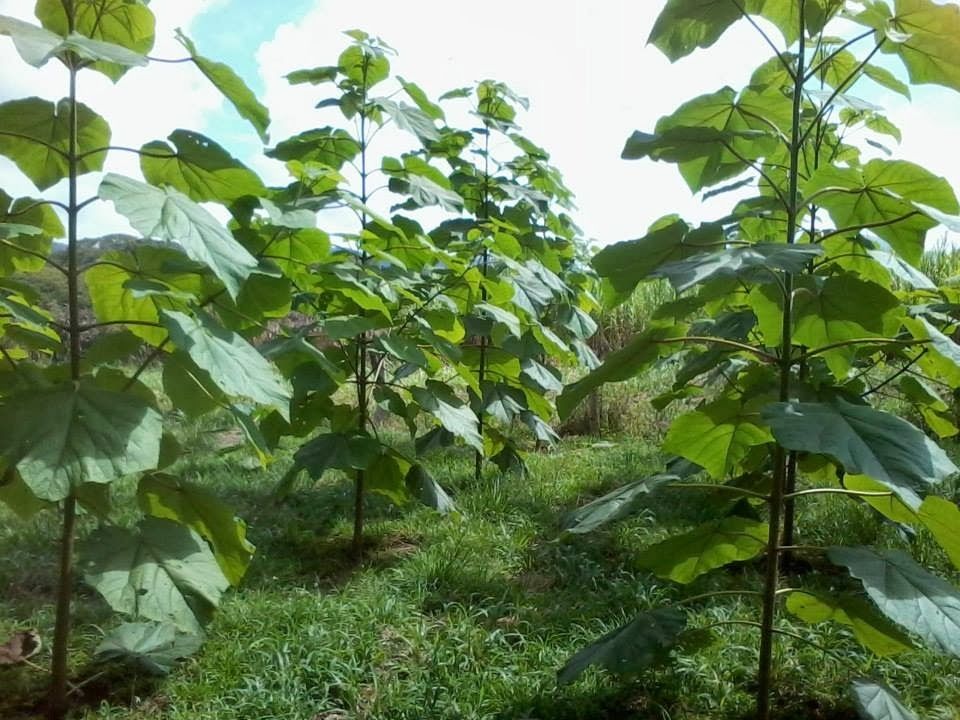 Butasi si Rasad Paulownia