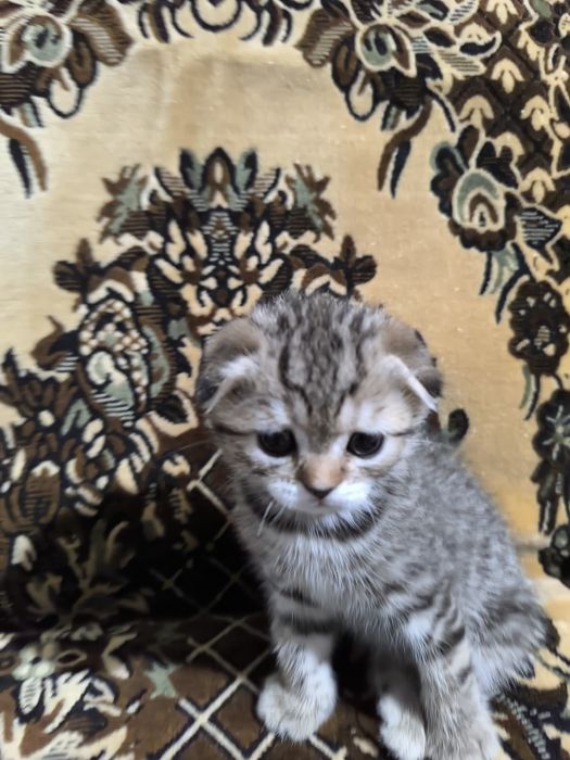 Готовятся приобрести новую семью очаровательные котята Скотиш Фолд