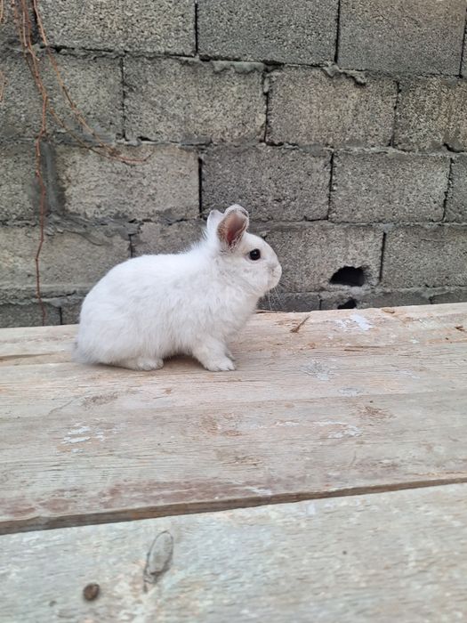 Продам  или обмен на кролики