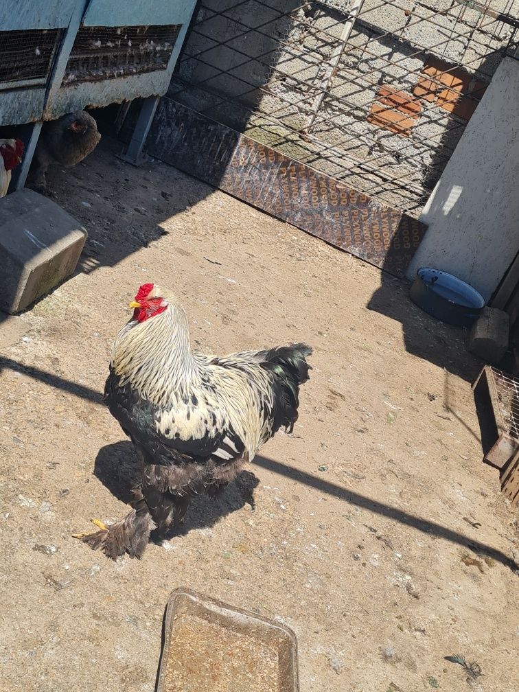 Vând cocoși gaini ,gaini brahma !