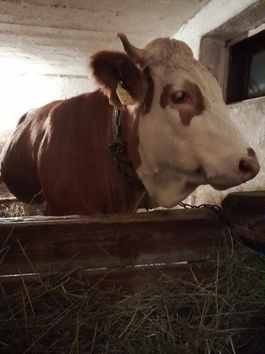 De vânzare juninca gestantă