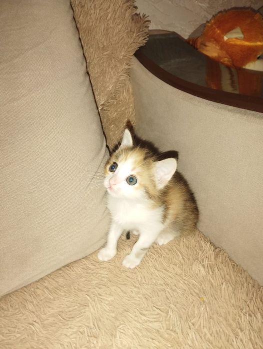 Отдам котенка даром