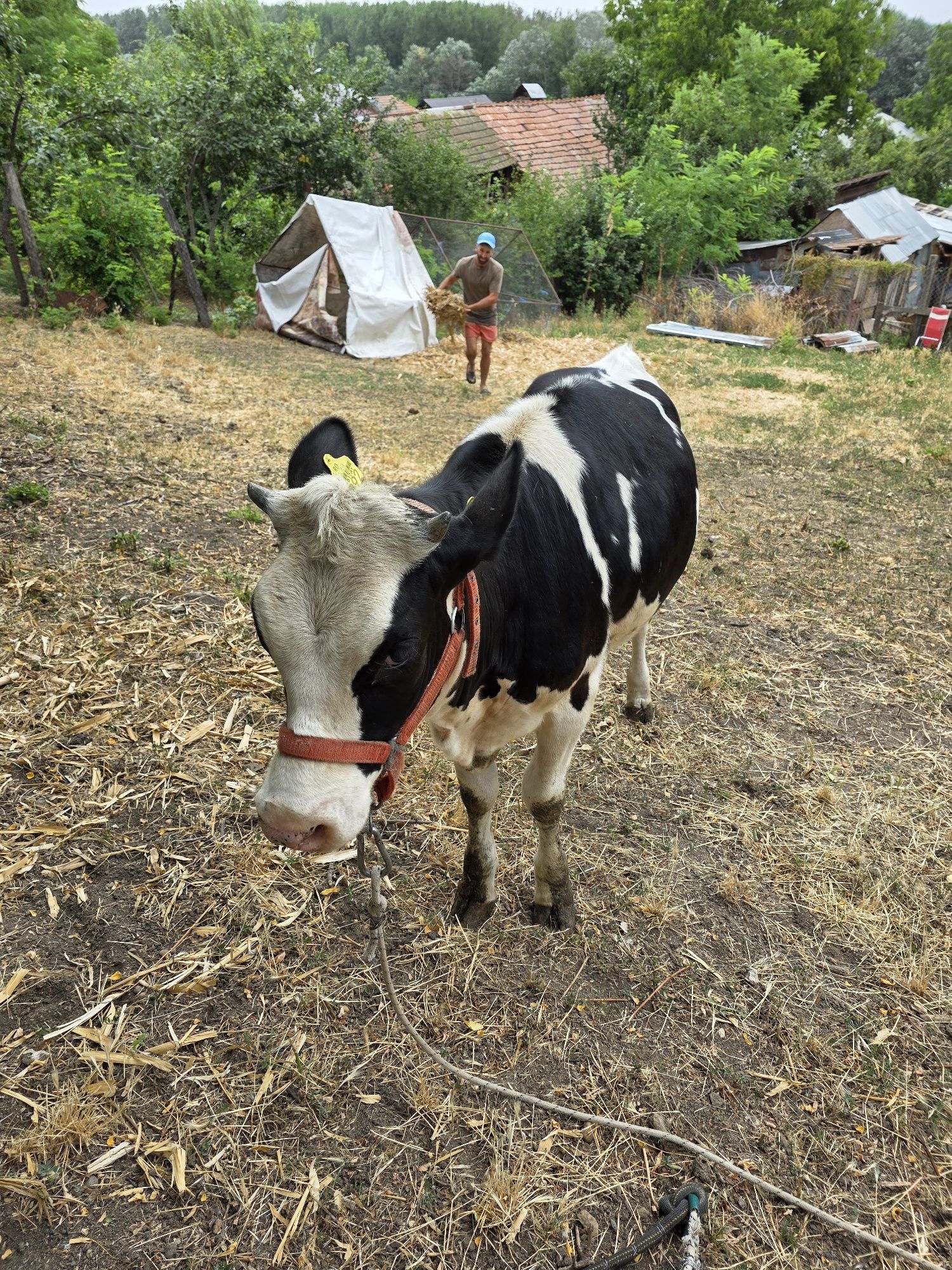Vitea Holstein de lapte