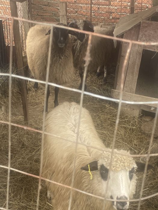 Vand 2 oi si un berbec