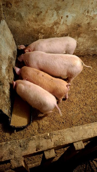 Прасета прасенца