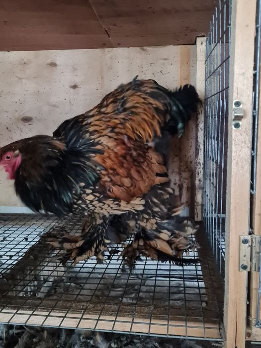 Cocosi brahma gold lanced