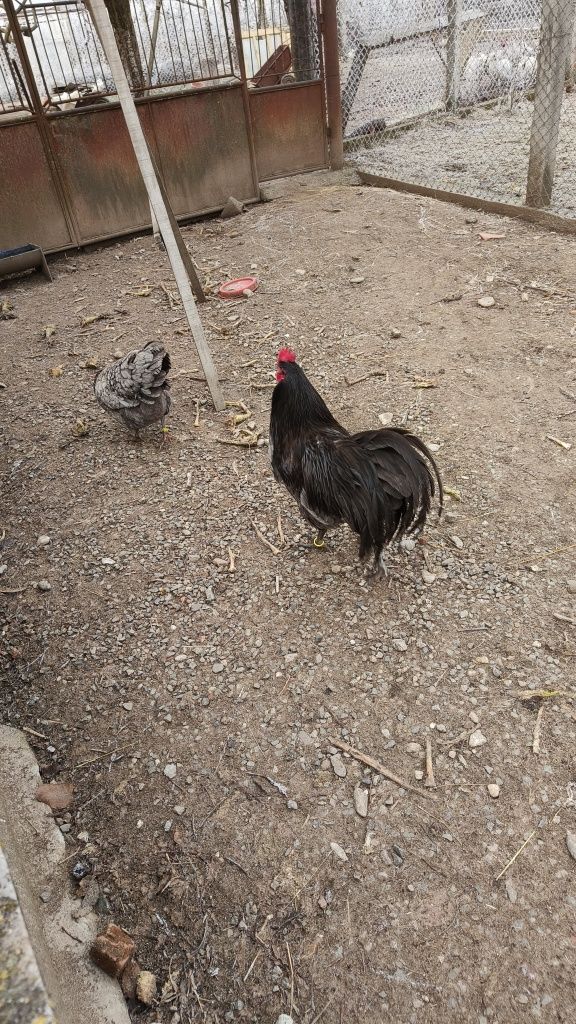 Ouă și pui de australorp albastru